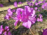 Pěnišník dahurský (Rhododendron dahuricum)