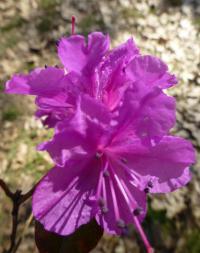 Pěnišník dahurský (Rhododendron dahuricum)