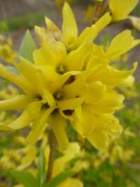 Zlatice prostřední 'Fontana'