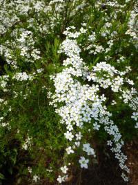 Tavolník Thunbergův (Spiraea thunbergii)