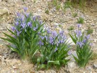Kosatec Graeberův (Iris graeberiana)