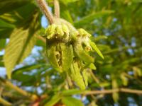 Javor nikkoský (Acer nikoense)