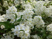 Trojpuk štíhlý (Deutzia gracilis)