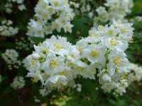Trojpuk štíhlý (Deutzia gracilis)