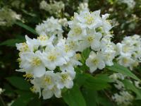 Trojpuk štíhlý (Deutzia gracilis)