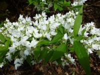 Trojpuk štíhlý (Deutzia gracilis)