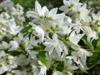Trojpuk štíhlý (Deutzia gracilis)