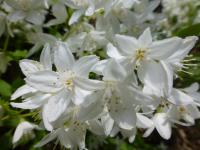 Trojpuk štíhlý (Deutzia gracilis)