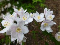 Trojpuk mnohokvětý (Deutzia myriantha)