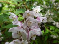 Trojpuk mnohokvětý (Deutzia myriantha)
