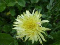 Urospermum zobánkaté (Urospermum dalechampii)