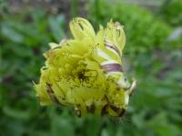 Urospermum zobánkaté (Urospermum dalechampii)
