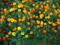 Aksamitník - afrikán (Tagetes)