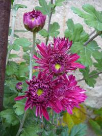 Chryzantéma (Chrysanthemum)