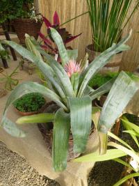 Echmea pruhovaná (Aechmea fasciata)