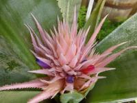 Echmea pruhovaná (Aechmea fasciata)