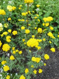 Břinek roční 'Zlatožlutý' (Lonas annua)