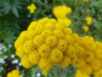 Břinek roční 'Zlatožlutý' (Lonas annua)