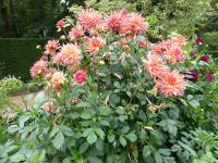 Jiřinka 'Hapet Goliath'