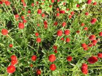 Pestrovka Haageova 'Šarlatově červená' (Gomphrena haageana)