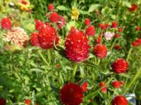 Pestrovka Haageova 'Šarlatově červená' (Gomphrena haageana)