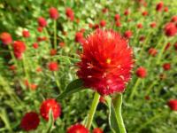 Pestrovka Haageova 'Šarlatově červená' (Gomphrena haageana)