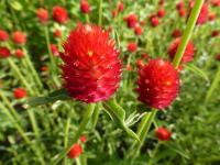 Pestrovka Haageova 'Šarlatově červená' (Gomphrena haageana)