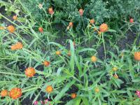 Pestrovka Haageova 'Oranžová' (Gomphrena haageana)