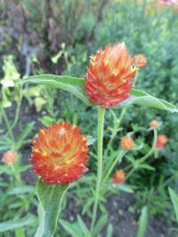 Pestrovka Haageova 'Oranžová' (Gomphrena haageana)