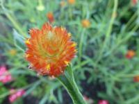 Pestrovka Haageova 'Oranžová' (Gomphrena haageana)