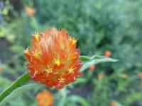 Pestrovka Haageova 'Oranžová' (Gomphrena haageana)
