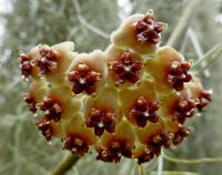 Voskovka (Hoya kerrii)