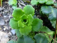 Lomikámen stinný 'Elliot' (Saxifraga umbrosa)