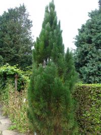Borovice černá Pyramidalis (Pinus nigra)