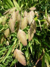 Plochoklásek ozdobný (Chasmanthium latifolium)