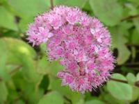 Rozchodník 'Veluwse Wakel' (Sedum)