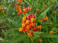 Klejicha kurasavská (Asclepias curassavica)