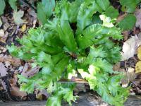Jelení jazyk celolistý 'Lacerata Kaye' (Asplenium scolopendrium)