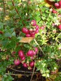 Libavka hrotitá 'Seedling'