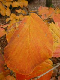 Vilín prostřední 'Primavera' - podzimní list (Hamamelis x intermedia)