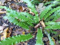Jelení jazyk celolistý 'Undulata' (Asplenium scolopendrium)