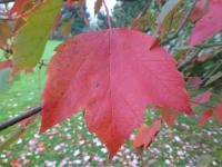 Acer rubrum                 'Red Sunset'  javor červený listy podzim