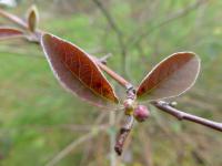 Skalník - podzimní list (Cotoneaster purpurascens)