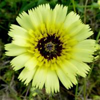 Škardovka obecná (Tolpis barbata)