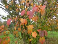 Slivoň Hillierova 'Spire' - podzimní zbarvení (Prunus x hillieri)