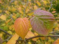 Lískovníček širokookvětní - podzimní zbarvení (Corylopsis platypetala)