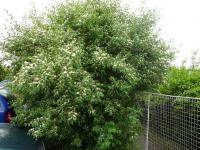 Zimolez tatarský (Lonicera tatarica)