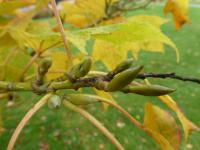 Javor rezavožilný - větévka s pupeny (Acer rufinerve Albolimbatum)