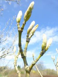 Javor rezavožilný - rašící pupeny (Acer rufinerve Albolimbatum)