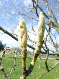 Javor rezavožilný - rašící pupeny (Acer rufinerve Albolimbatum)